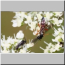 Diplazon laetatorius - Schlupfwespe w01d 8mm - OS-Hellern Wiese det06.jpg